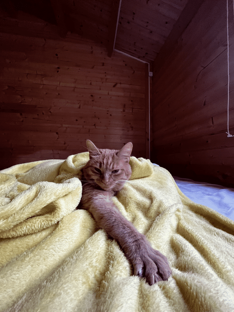 a cat lying on a blanket