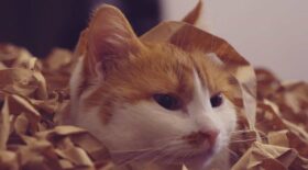 an orange cat in a pile of brown paper