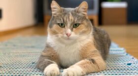 cat laying on a carpet