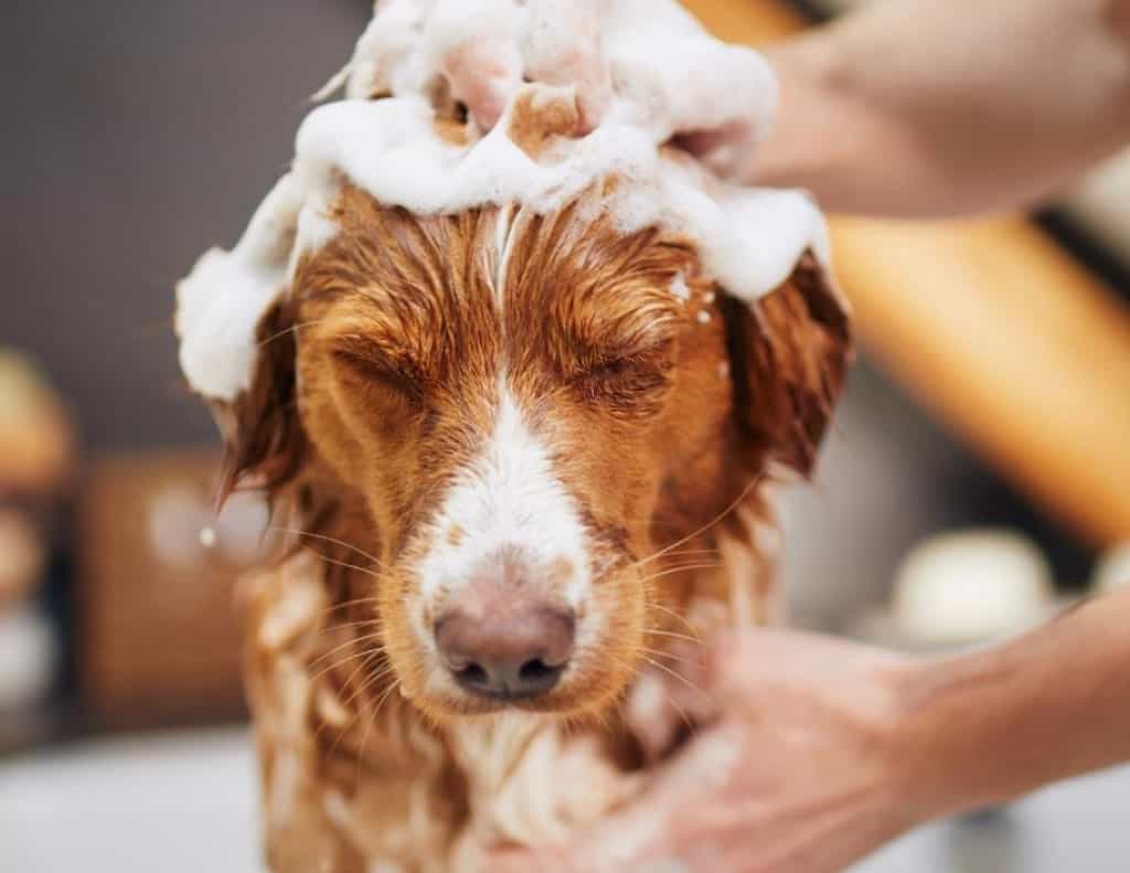 a brown dog being washed