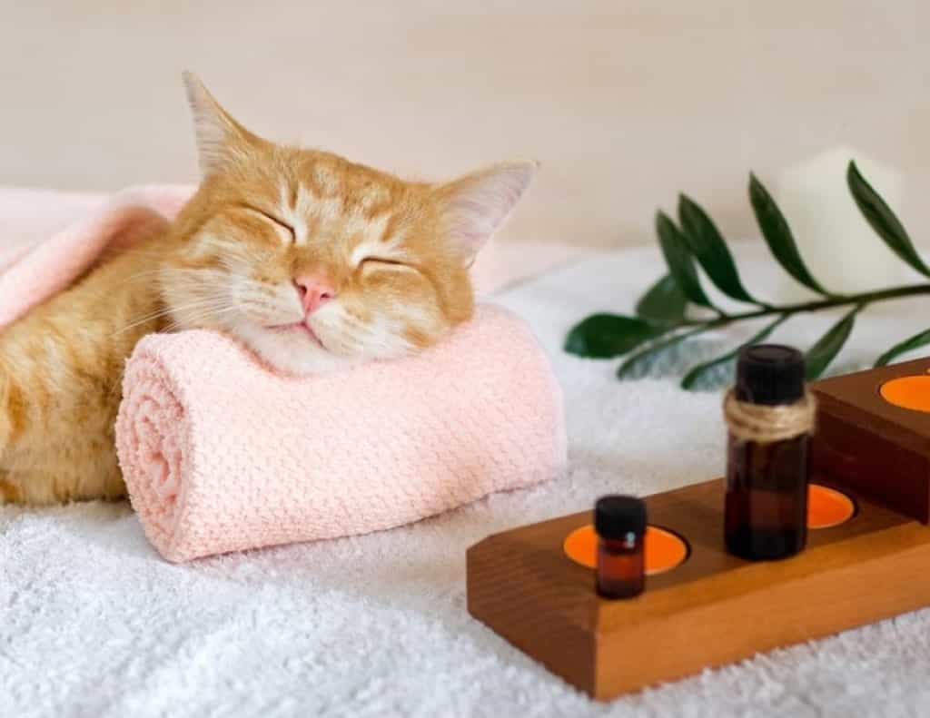 orange cat sleeping on a towel