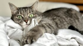 a grey cat laying on white blanket