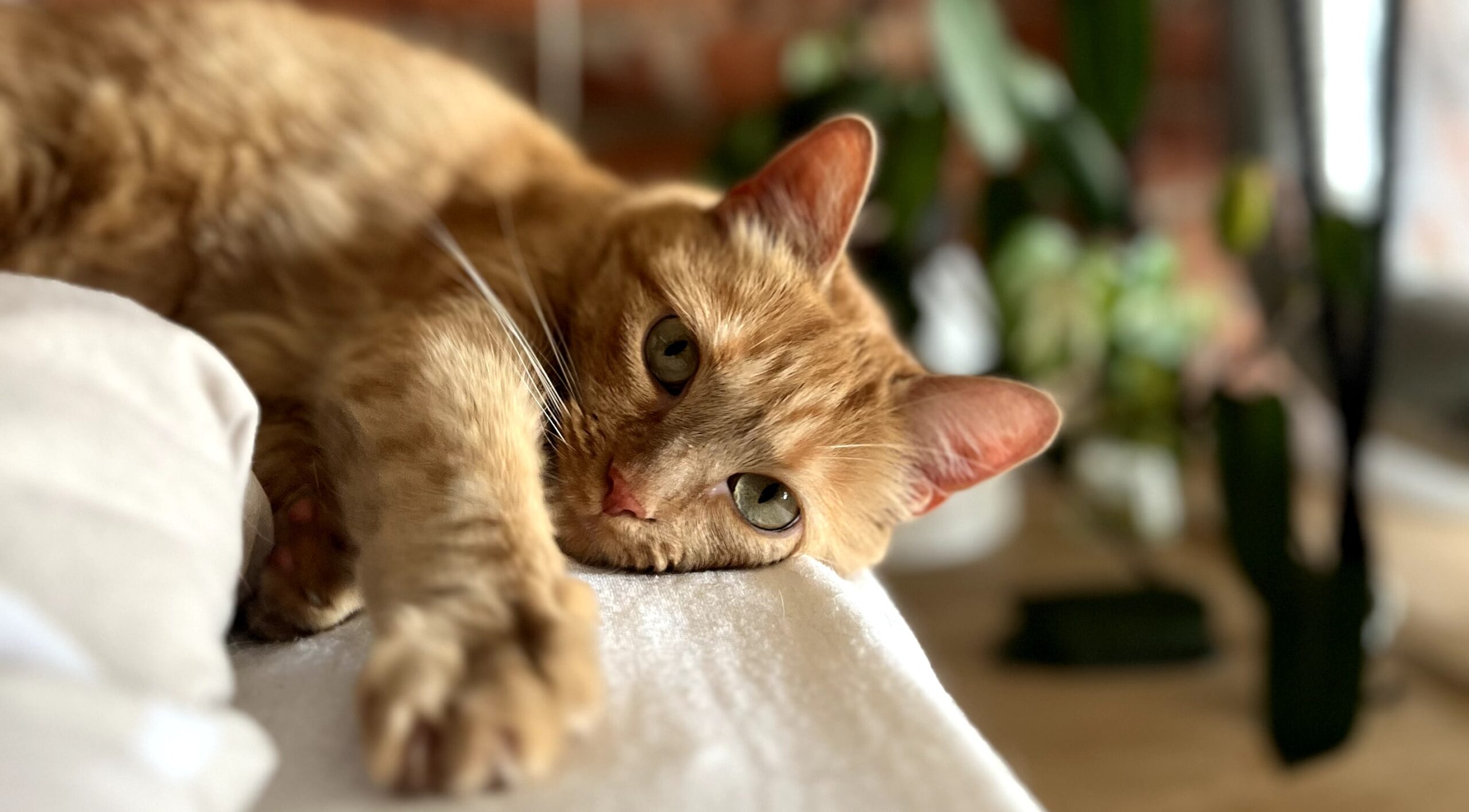 orange cat laying on its side