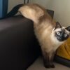 a beige cat with blue eyes climbing on a sofa