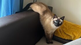a beige cat with blue eyes climbing on a sofa