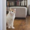 a white cat sitting on a wooden floor