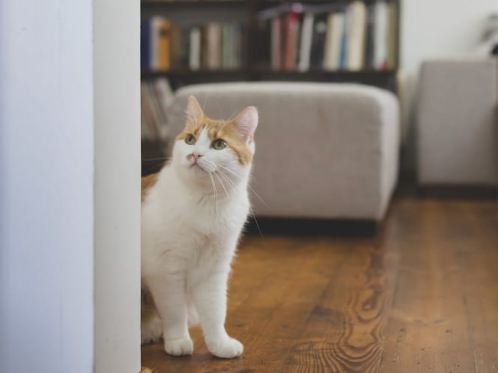 a white cat sitting on a wooden floor