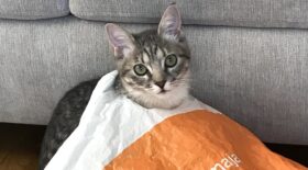 a grey cat with his head sticking through a plastic bag handle